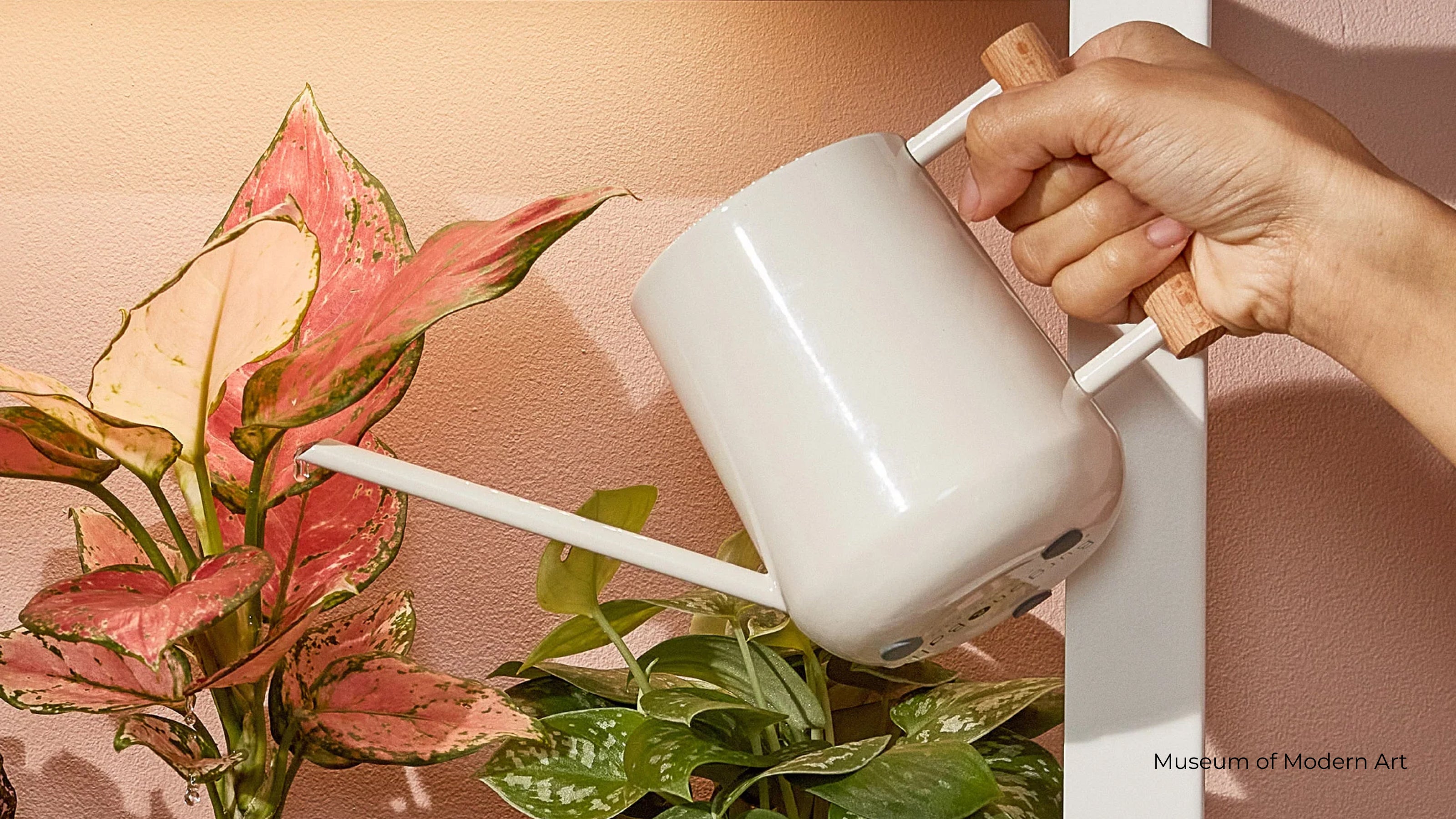 A cream colored watering can with a wood handle watering plants