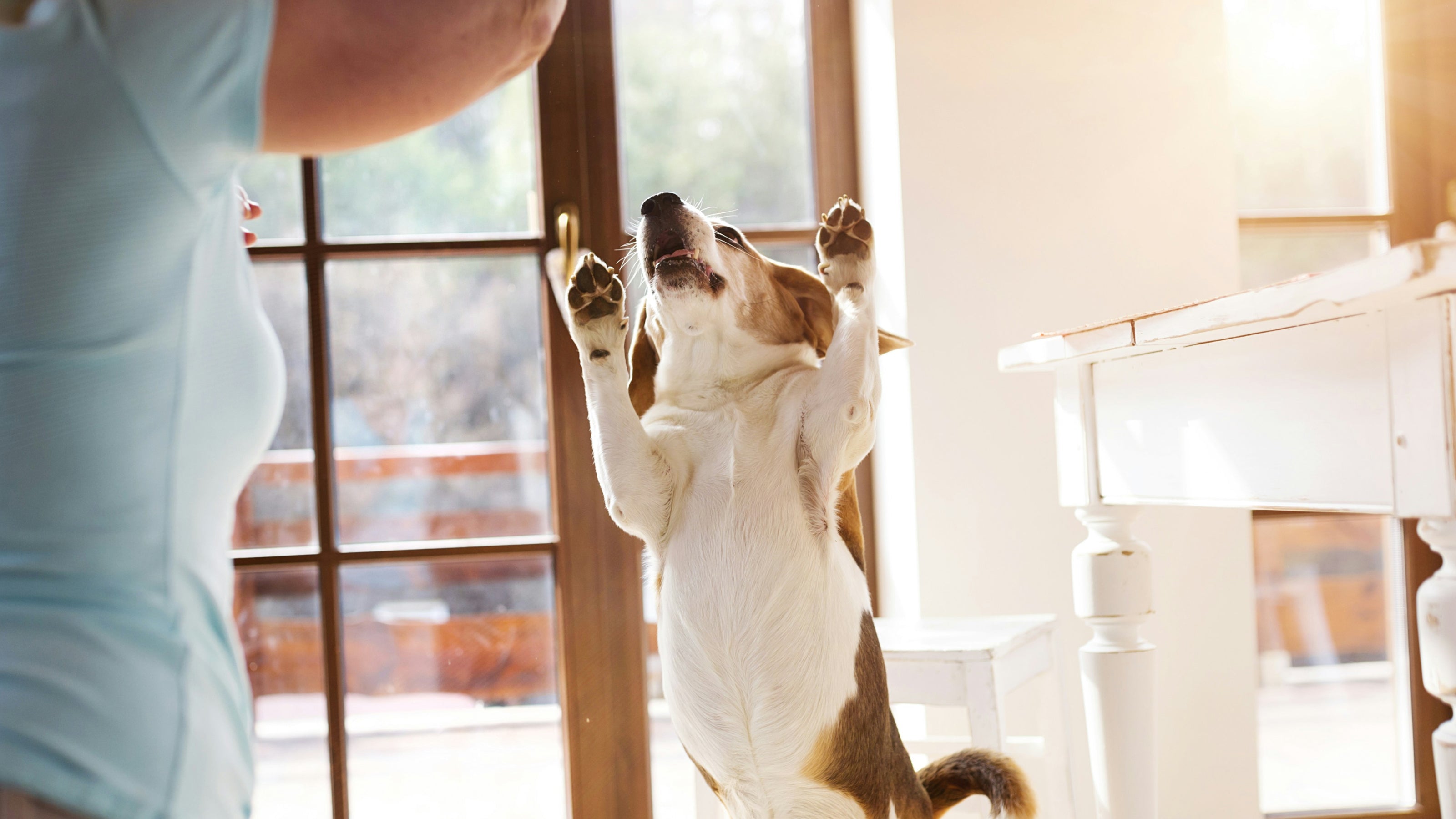 A dog dances with its human indoors