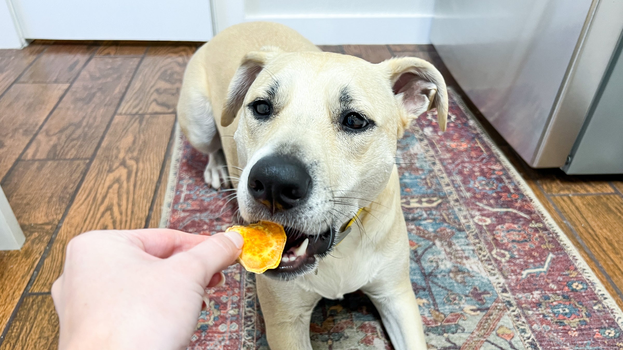 A dog eats a homemade sweet potato chew