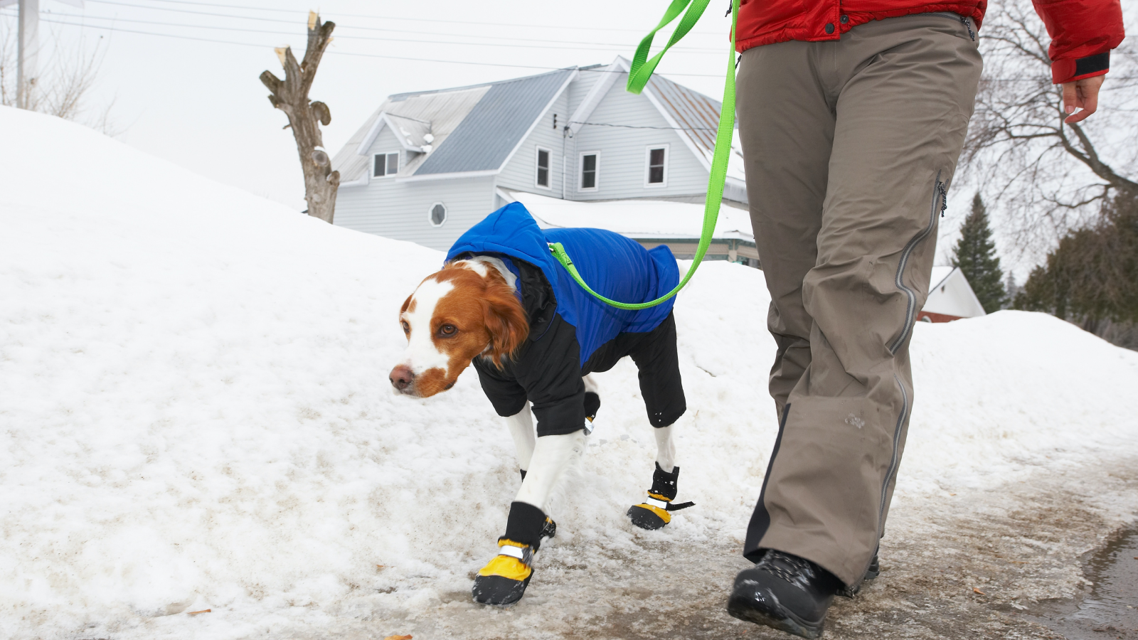 A dog in a blue coat and yellow booties gets a walk with a person in the snow