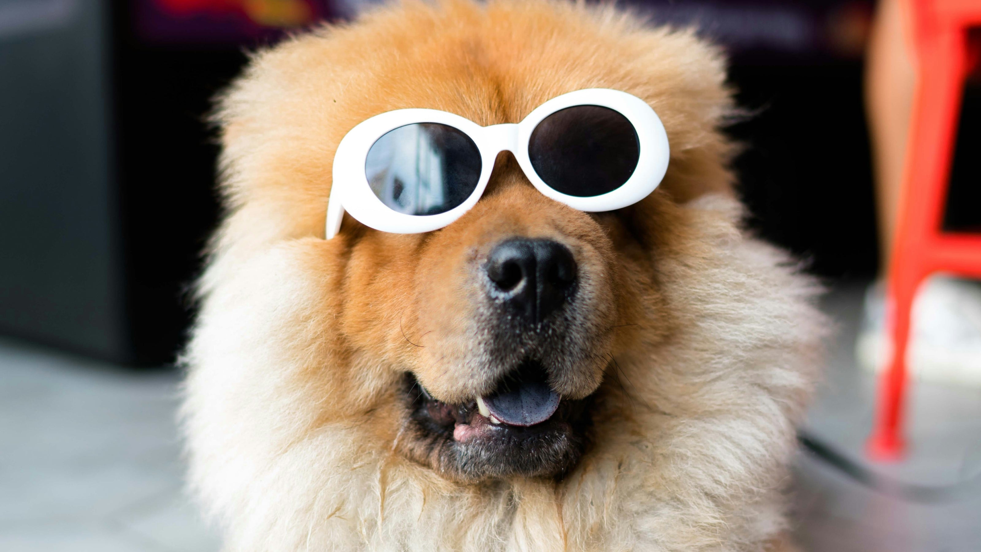A fluffy brown dog wearing white sunglasses