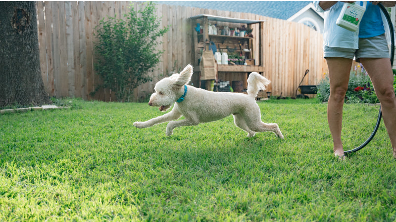 A golden doodle dog runs through the grass next to a woman holding Wondercide yard spray