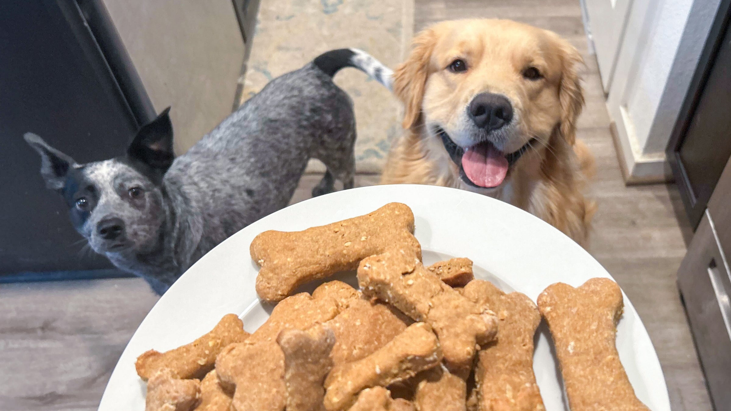 A golden retreiver and black and white dog with big ears smile and look at a plate of dog treats