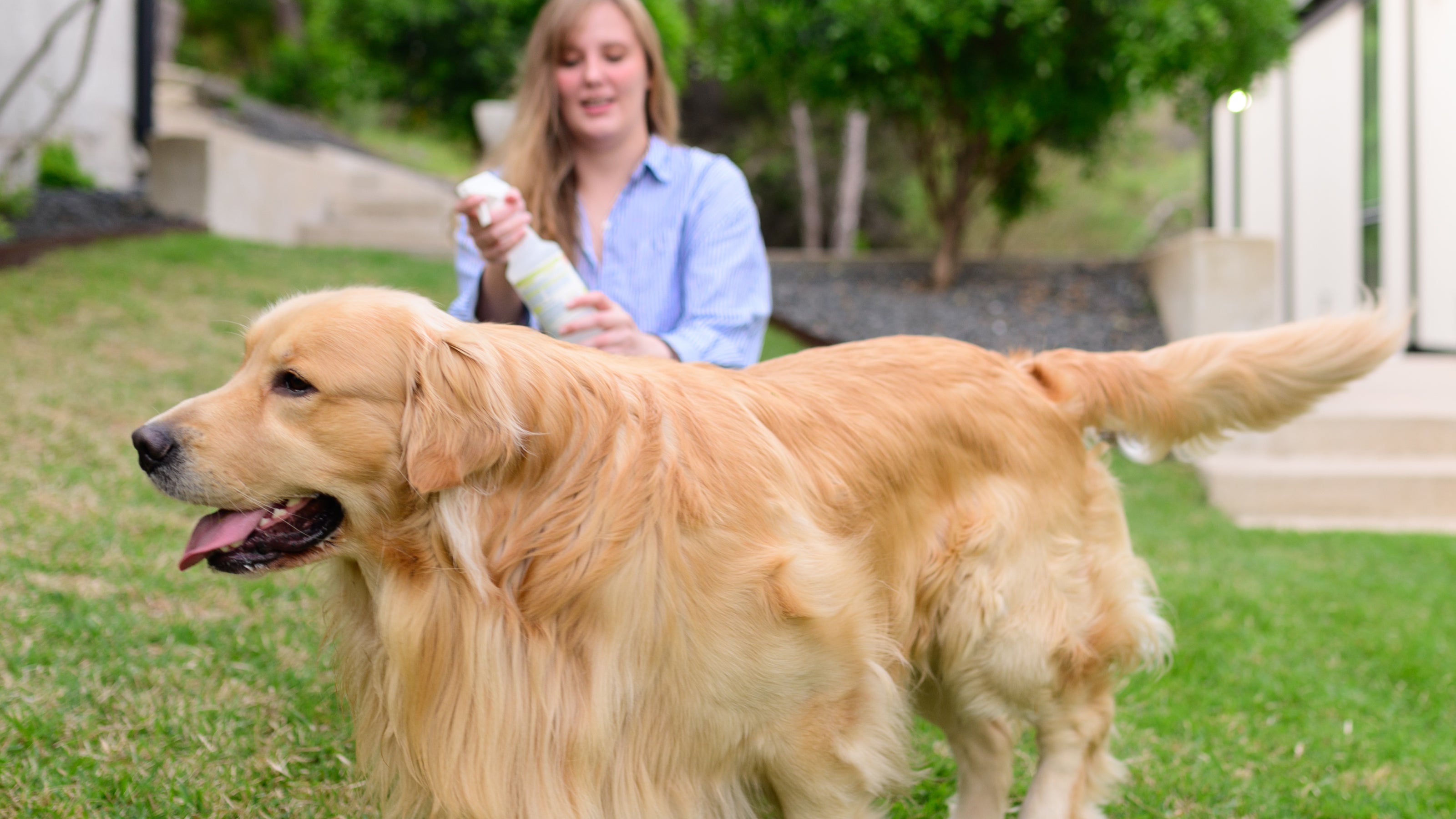 A golden retreiver in a yard with a woman in a blue shirt holding Wondercide Flea & Tick spray for pets and home