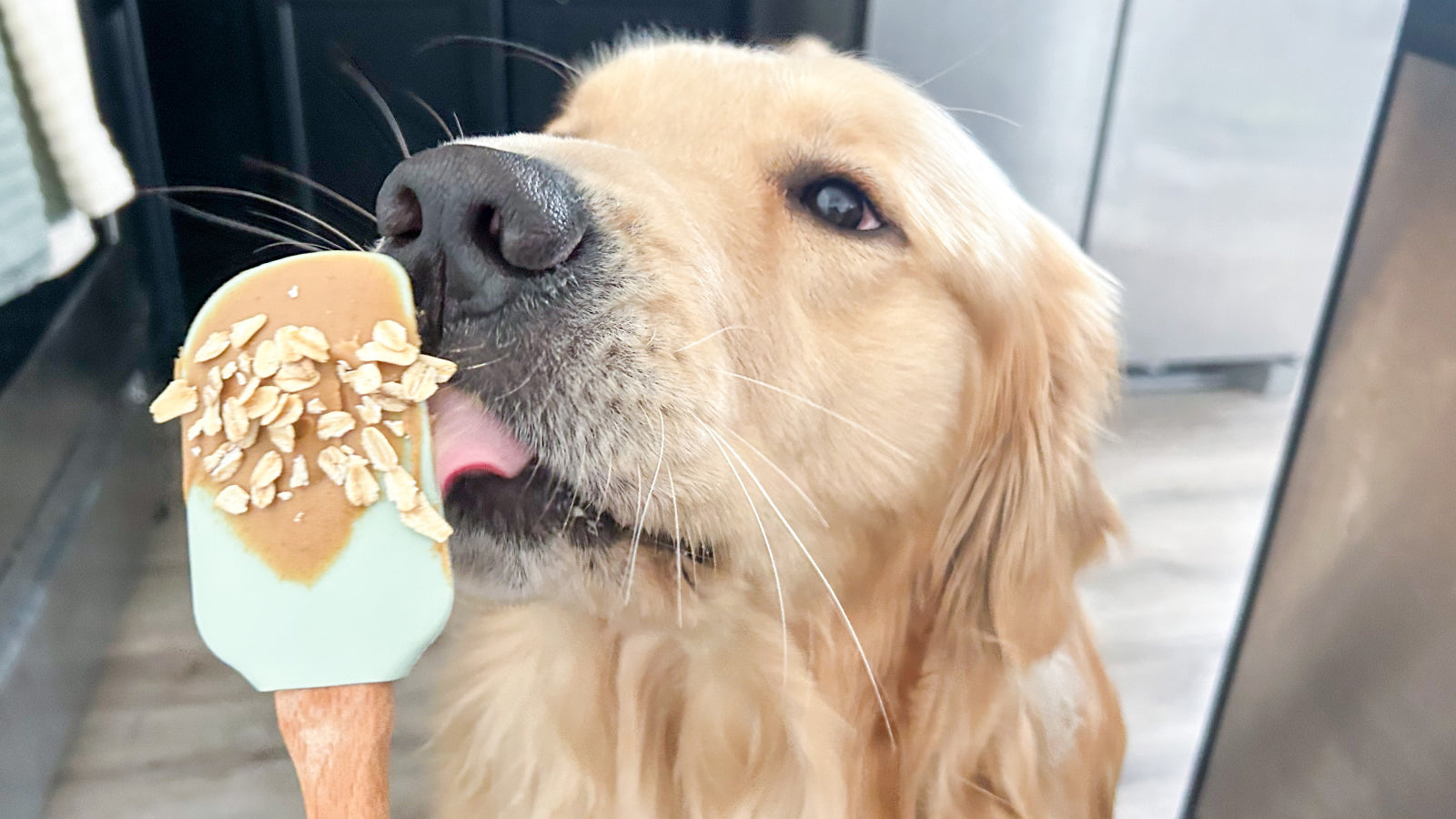 A golden retreiver licking a spatula that has oats and nut butter on it