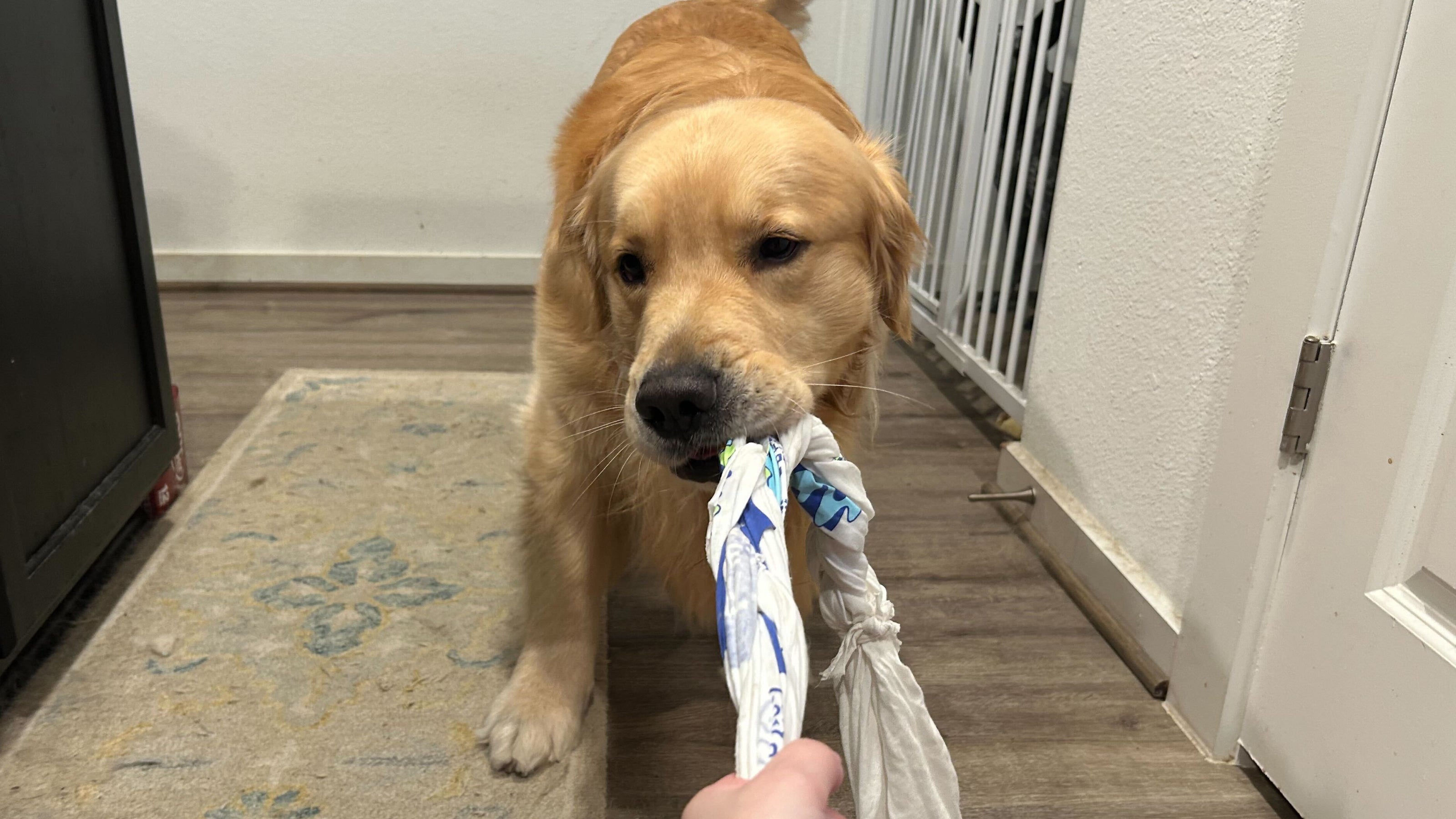 A golden retreiver plays with a handmade tug of war toy