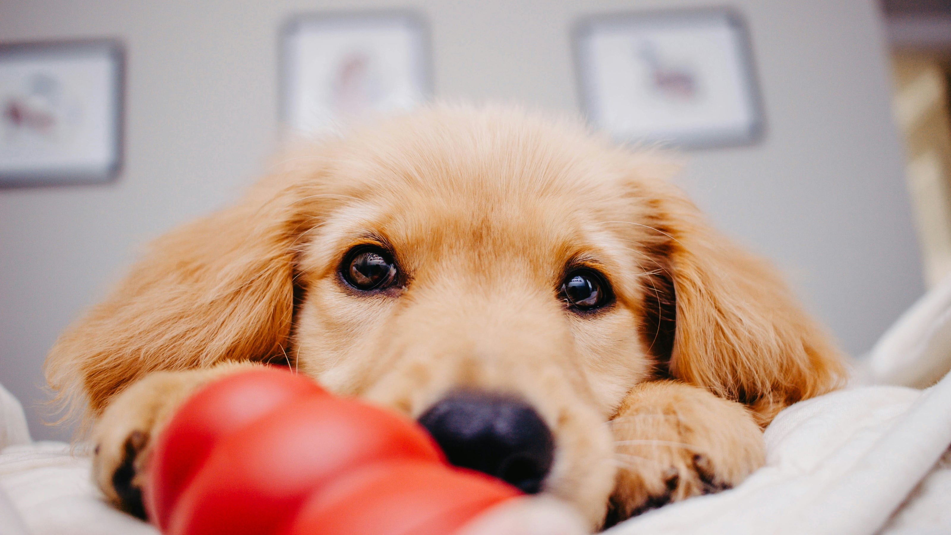 A golden retreiver puppy playing with a red Kong ball on the bed