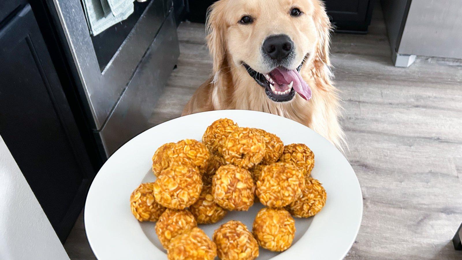 A golden retreiver with their tonque out looks at a plate of no bake pumpkin treats