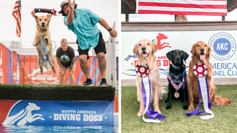 A golden retriever jumps off a doc into water and three dogs poe with medals at the North American Diving Dogs competition