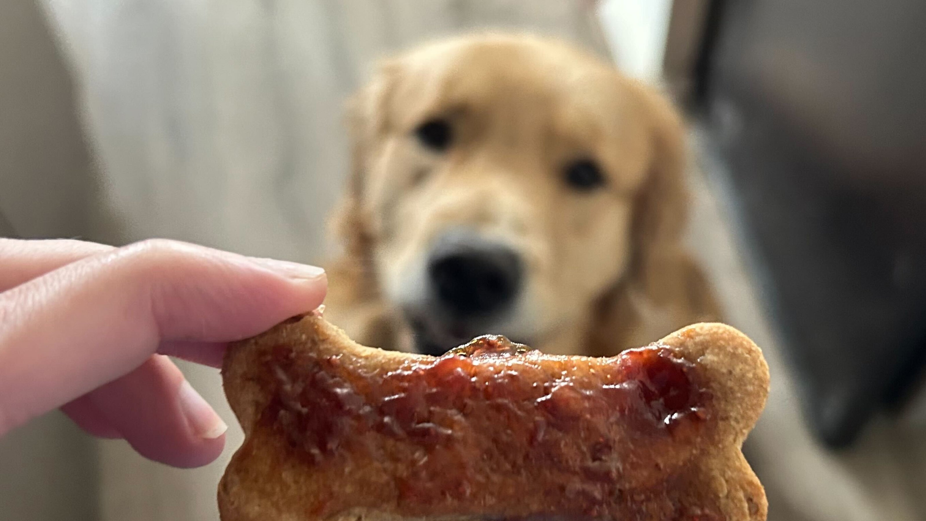 A golden retriever waits for a peanut butter and jelly dog treat