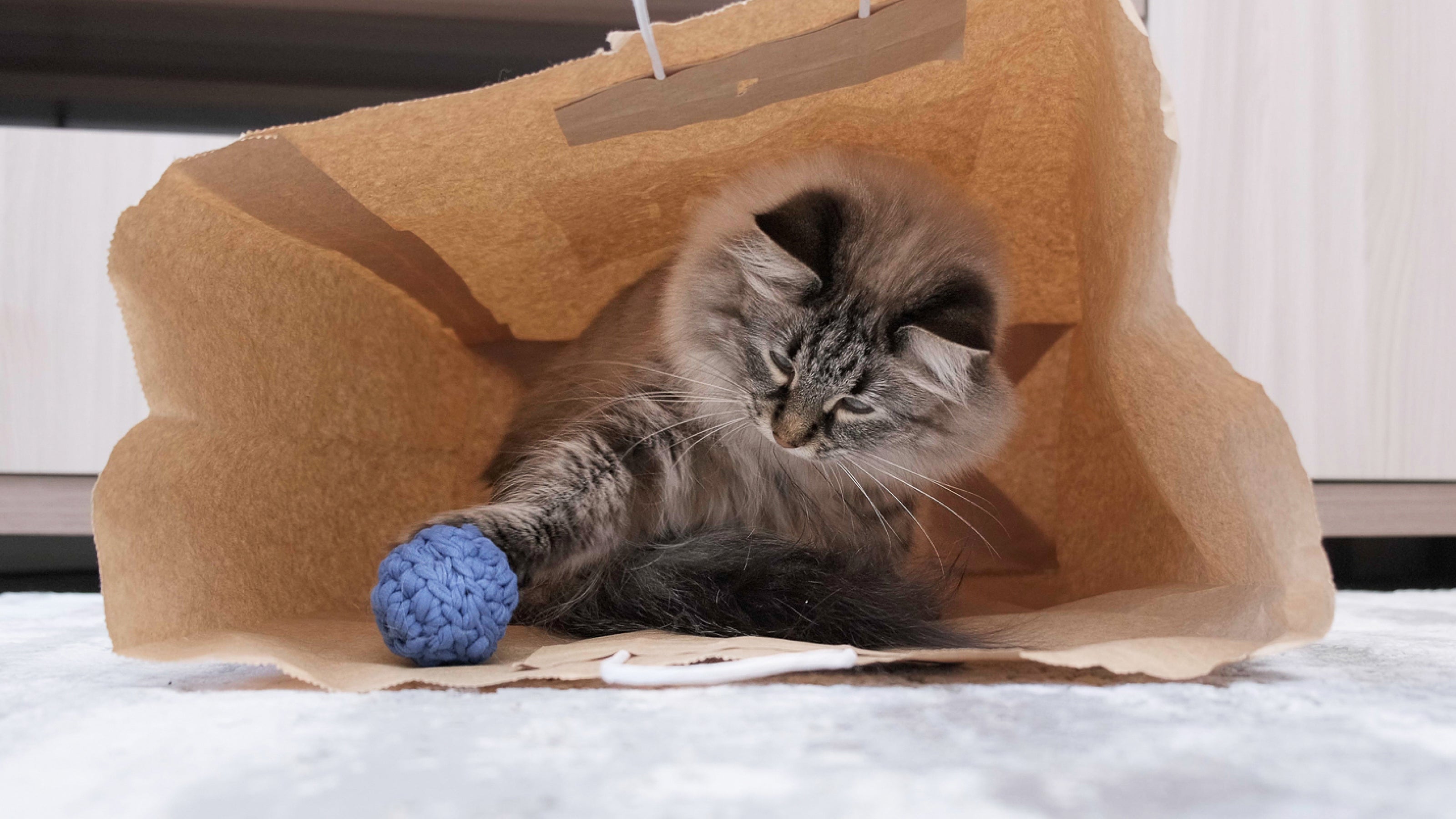 A gray cat playing fetch with a soft perriwinkle pall as they take shelter in a paper bag