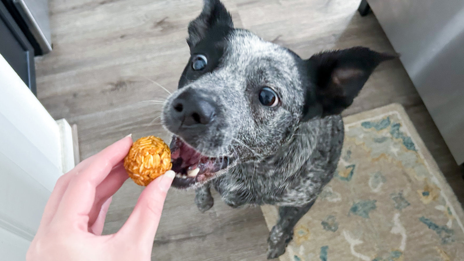 A gray dog with black ears excitedly takes a no bake pumpkin dog treat from a woman's hand