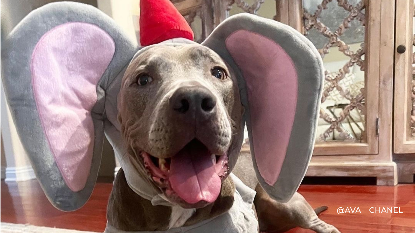 A grey dog dressed in a Dumbo costume with their tongue out