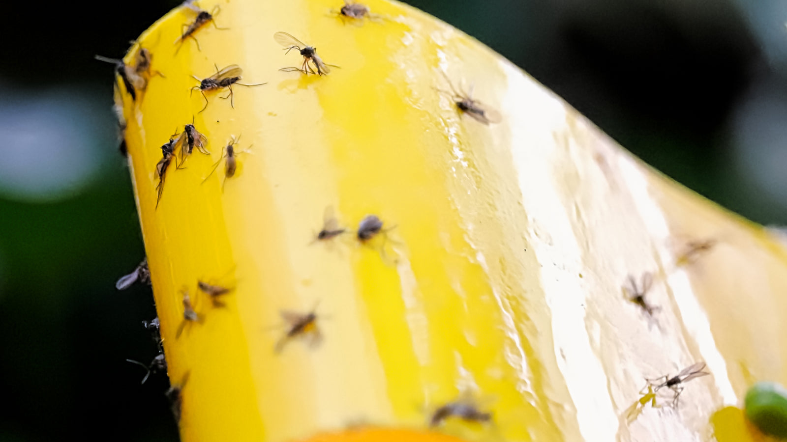 A group of gnats stuck on a yellow strip