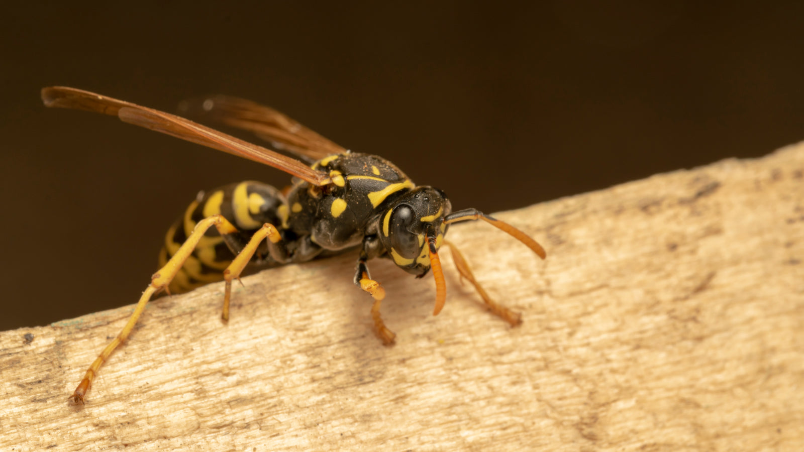 A hornet sits on a piece of wood