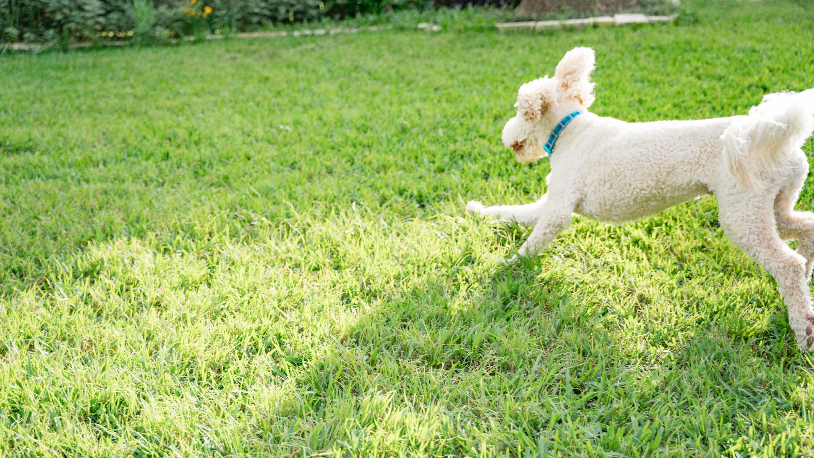 A light tan golden doodle runs through bright green grass in the sunlight