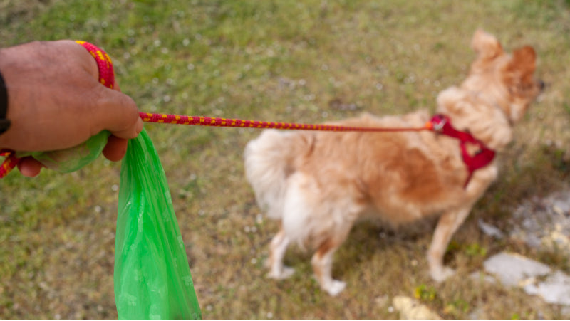 A man's hand holds a red leash and a poop bag while hiking with his tan dog out in nature