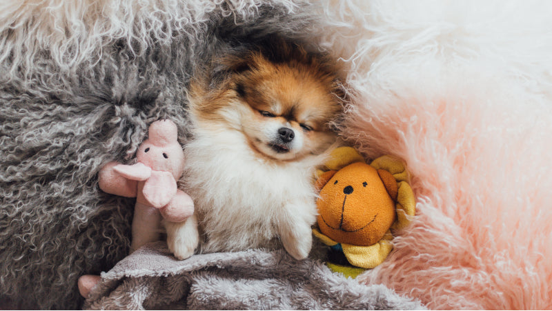 A mini pomeranian sleeps in a fluffy gray pink and white bed covered by a gray blanket and two stuffed animals 