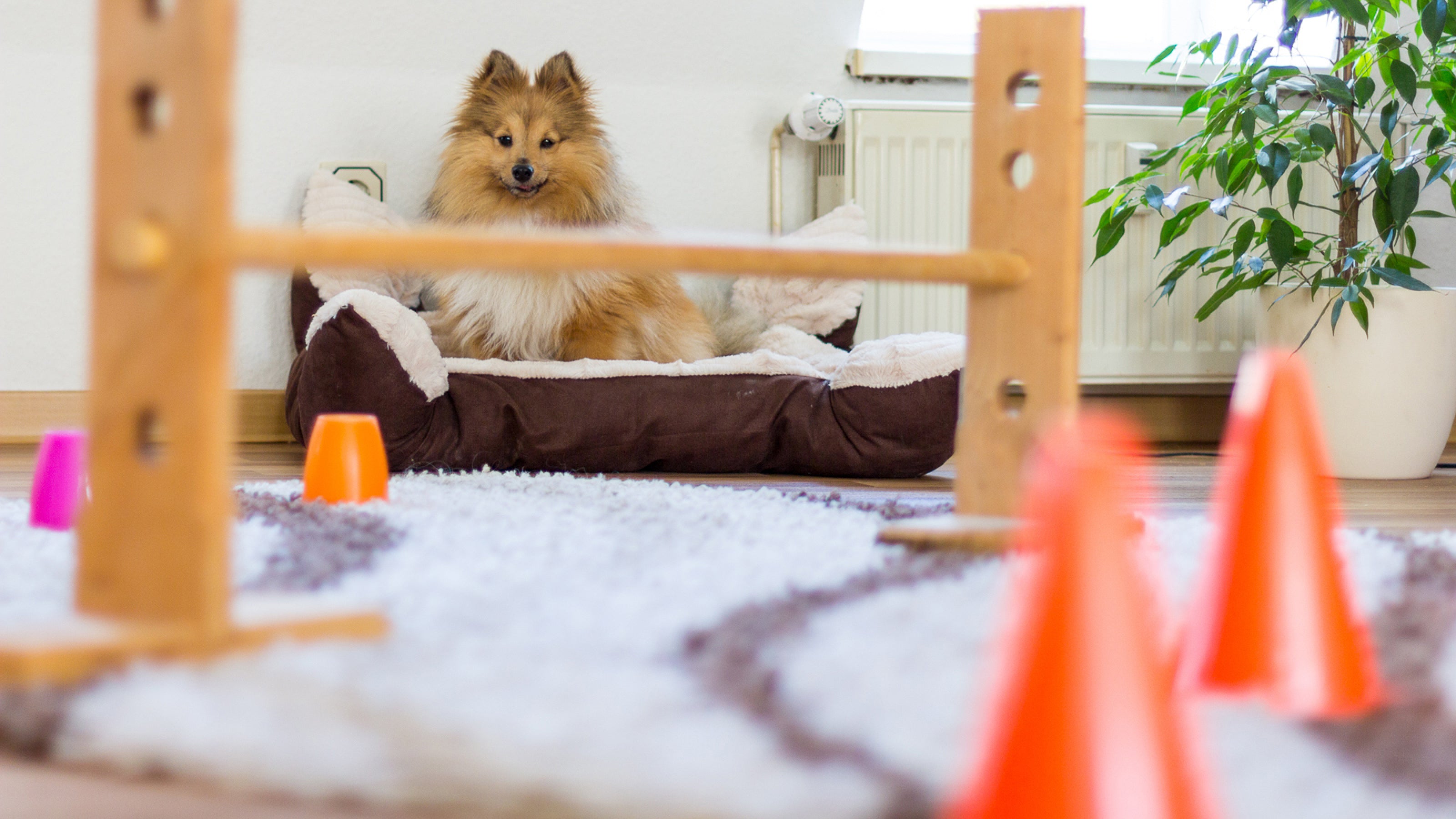 A miniature collie sits in its bed looking at an indoor agility course