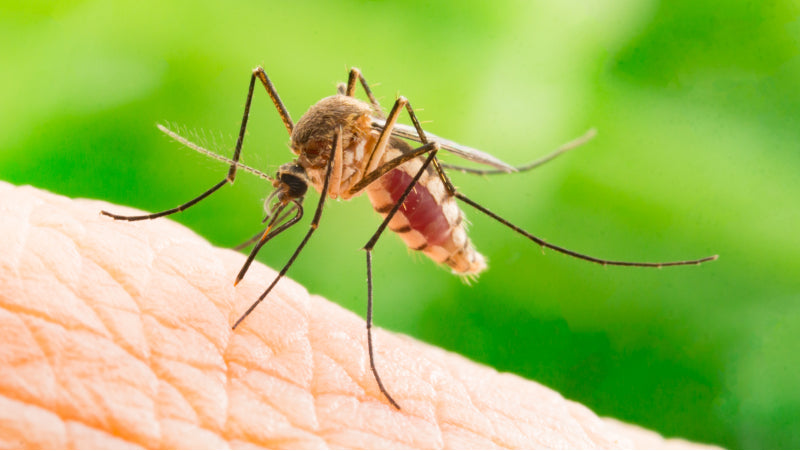 A mosquito on someones skin