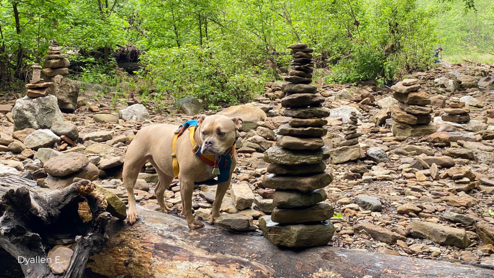 A pit bull dog stands next to stacked rocks at Devils Den State Park Arkansas