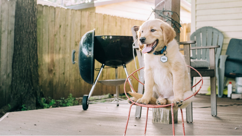 A puppy on a back deck