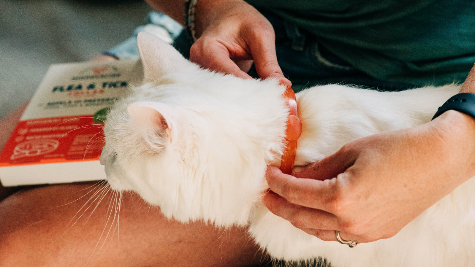 A red peppermint scented Wondercide Flea & Tick collar is fitted on a white cat