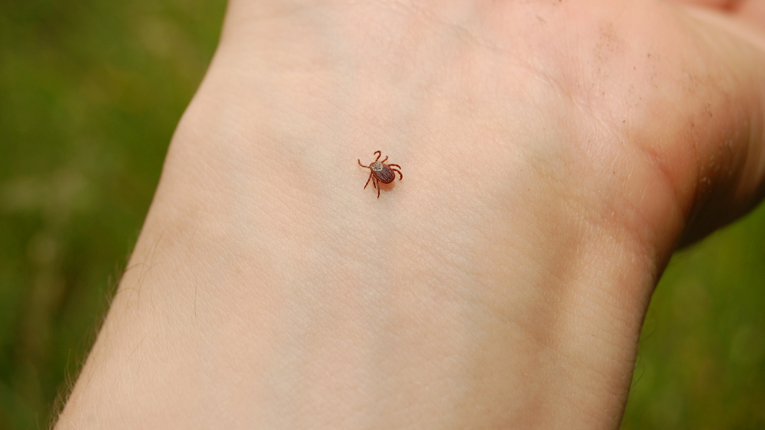 A small tick crawls on a bared wrist