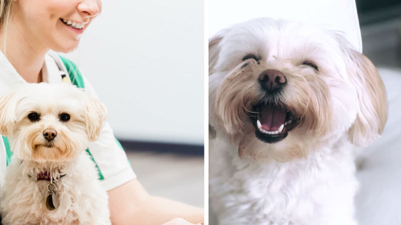 A small white dog sits on a worker's lap and then smiles big