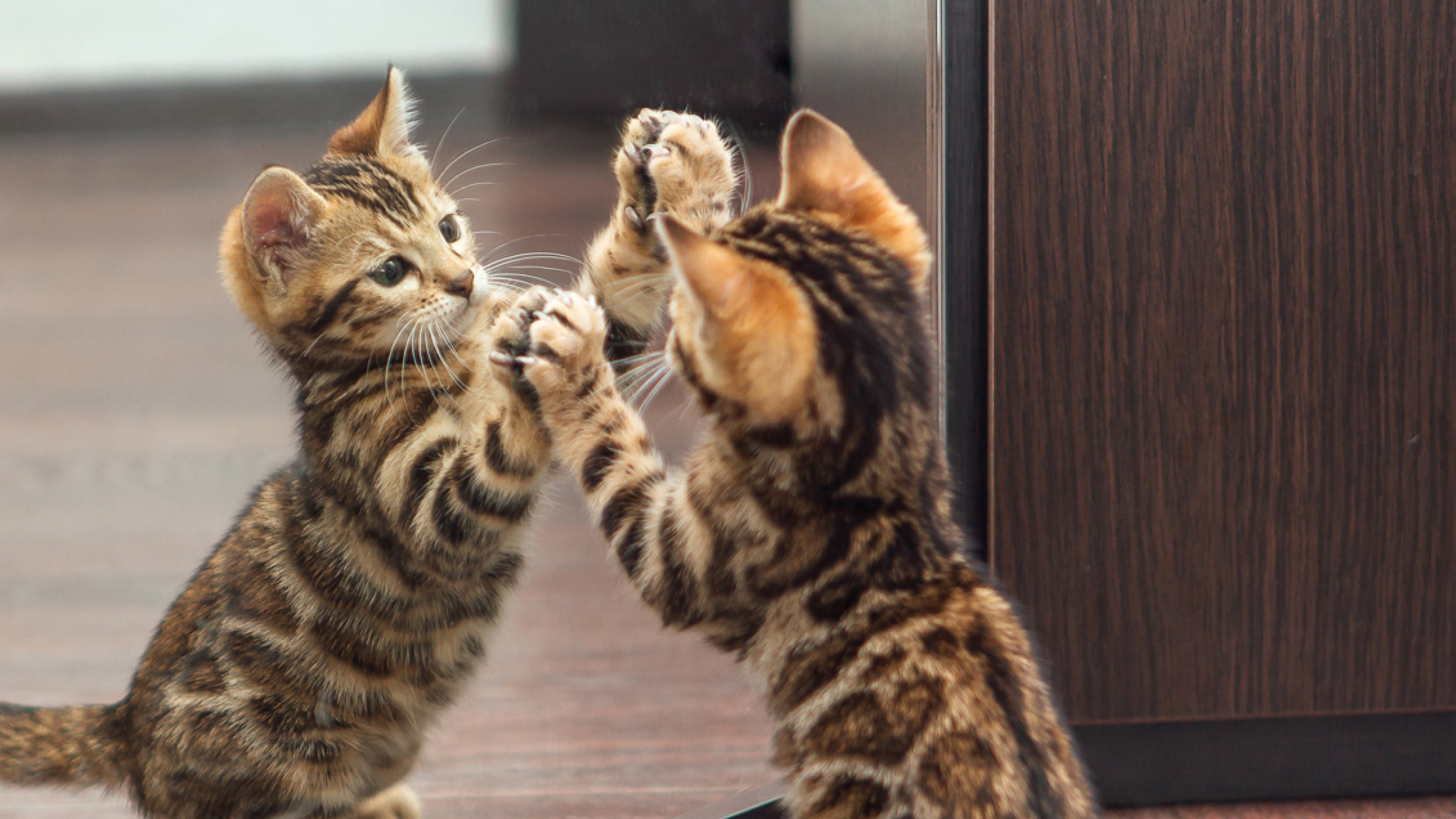A speckled kitten swats at itself in the mirror
