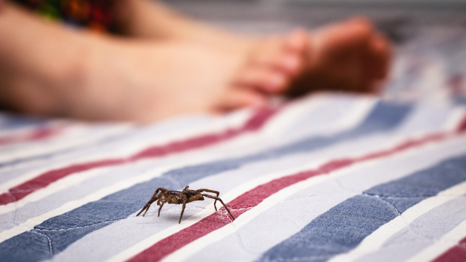 A spider crawls on the bed next to the feet of a person laying on top of a red white and blue striped comforter