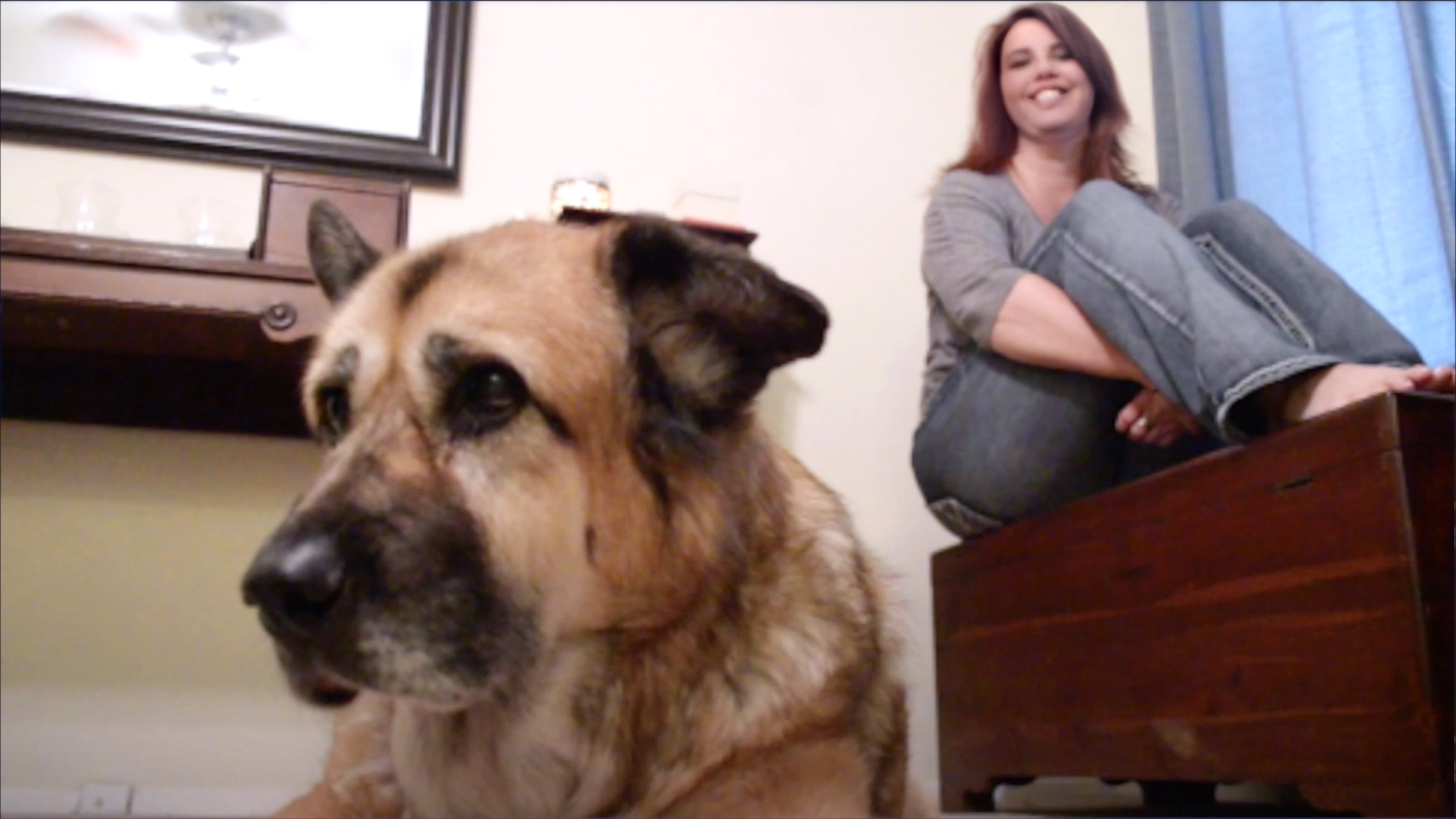 A tan akita husky dog with a black muzzle sits on the floor in front of a woman sitting on a chest