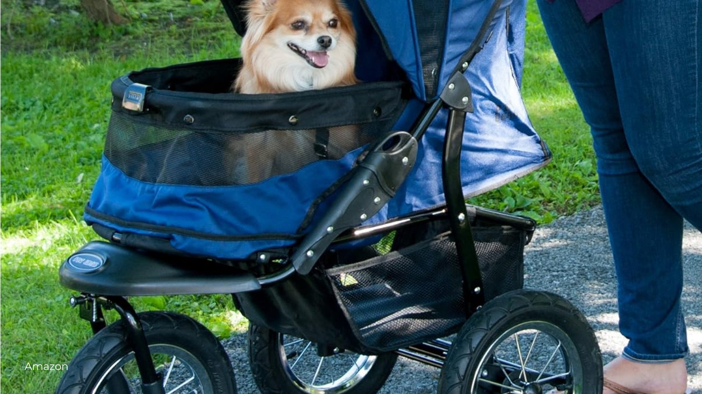 A tan and white dog rides in a blue jogger pet carrier on wheels