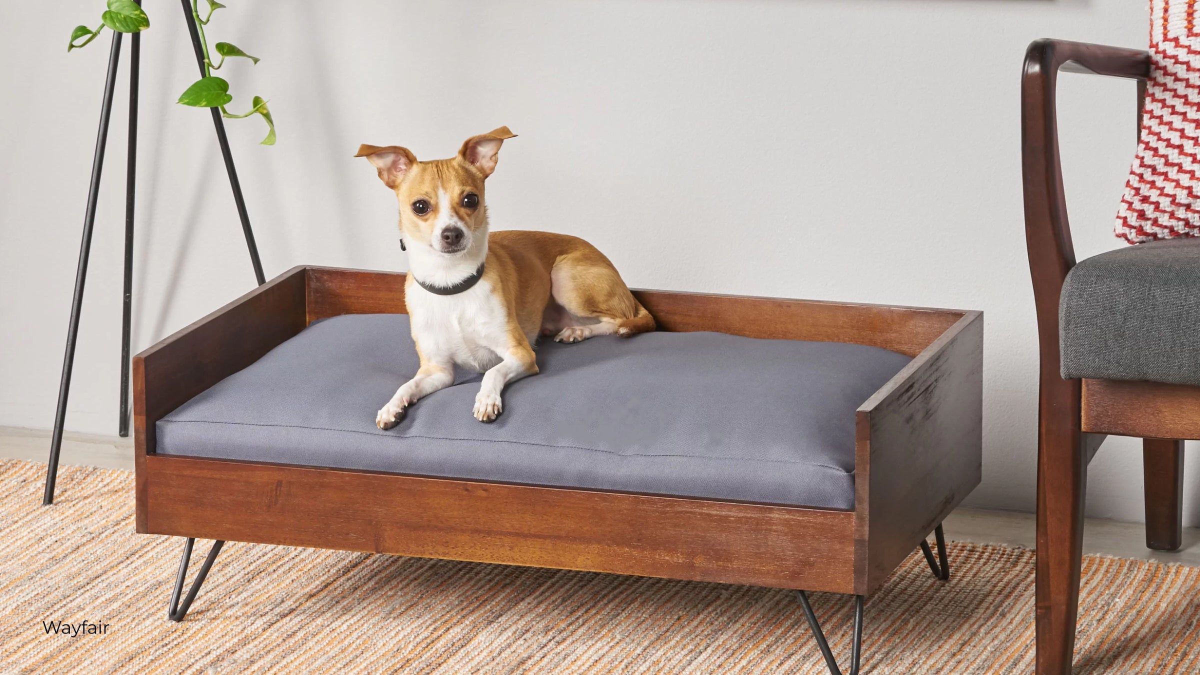 A tan and white dog sits on a mid century dog bed from Wayfair