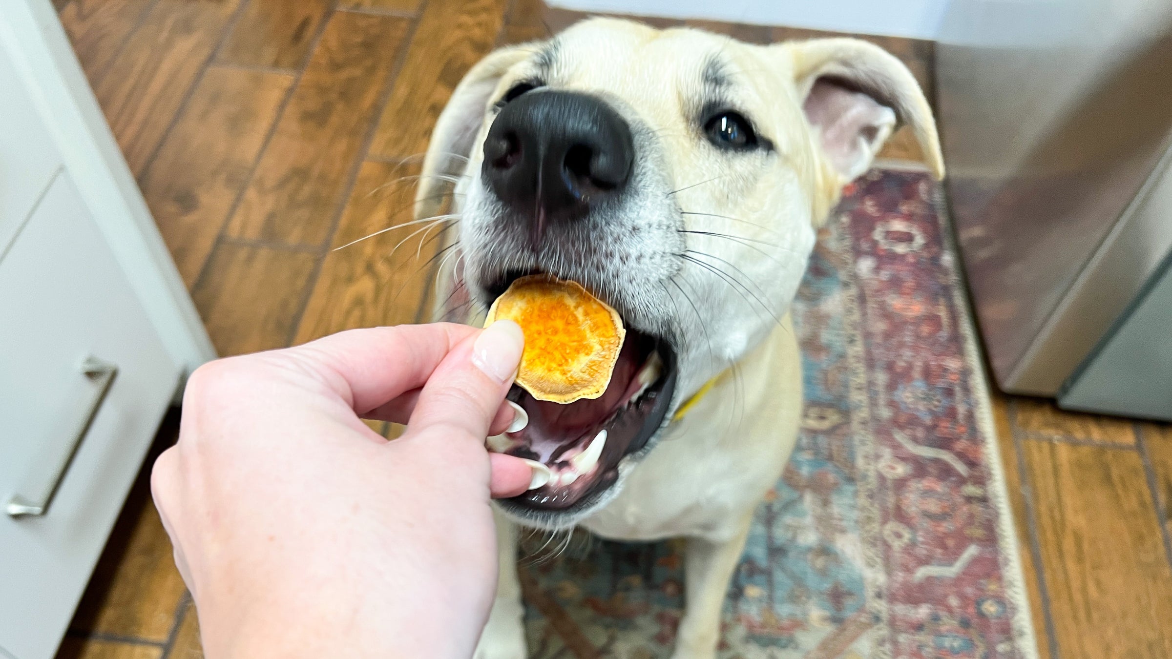 A tan dog happily takes a sweet potato chew into its mouth