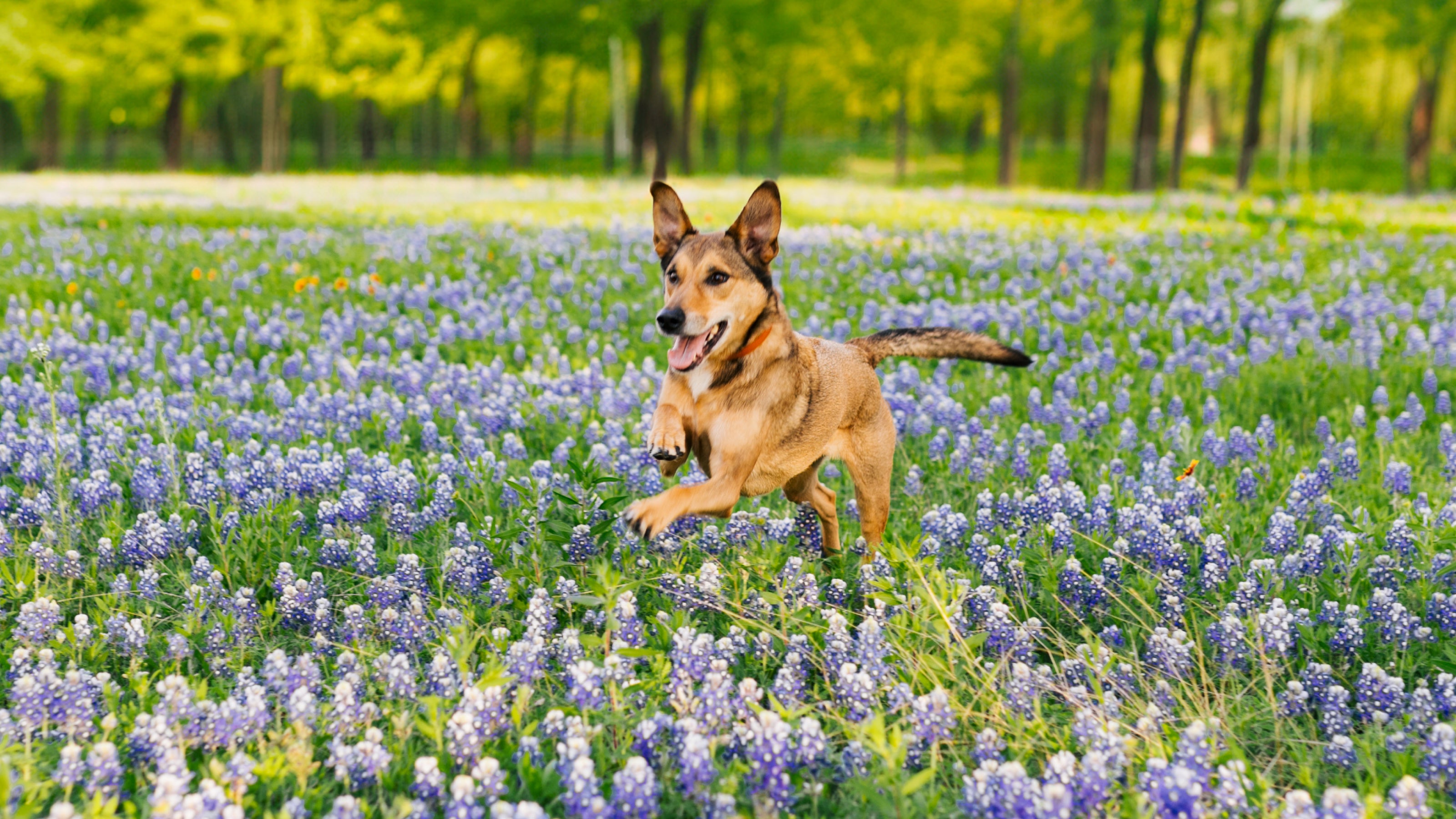 <img style="float: none;" alt="A tan dog jumps through a backyard field filled with bluebonnets" src="https://cdn.shopify.com/s/files/1/0275/8072/7380/files/A_tan_dog_jumps_through_a_backyard_field_filled_with_bluebonnets.jpg?v=1711138563">