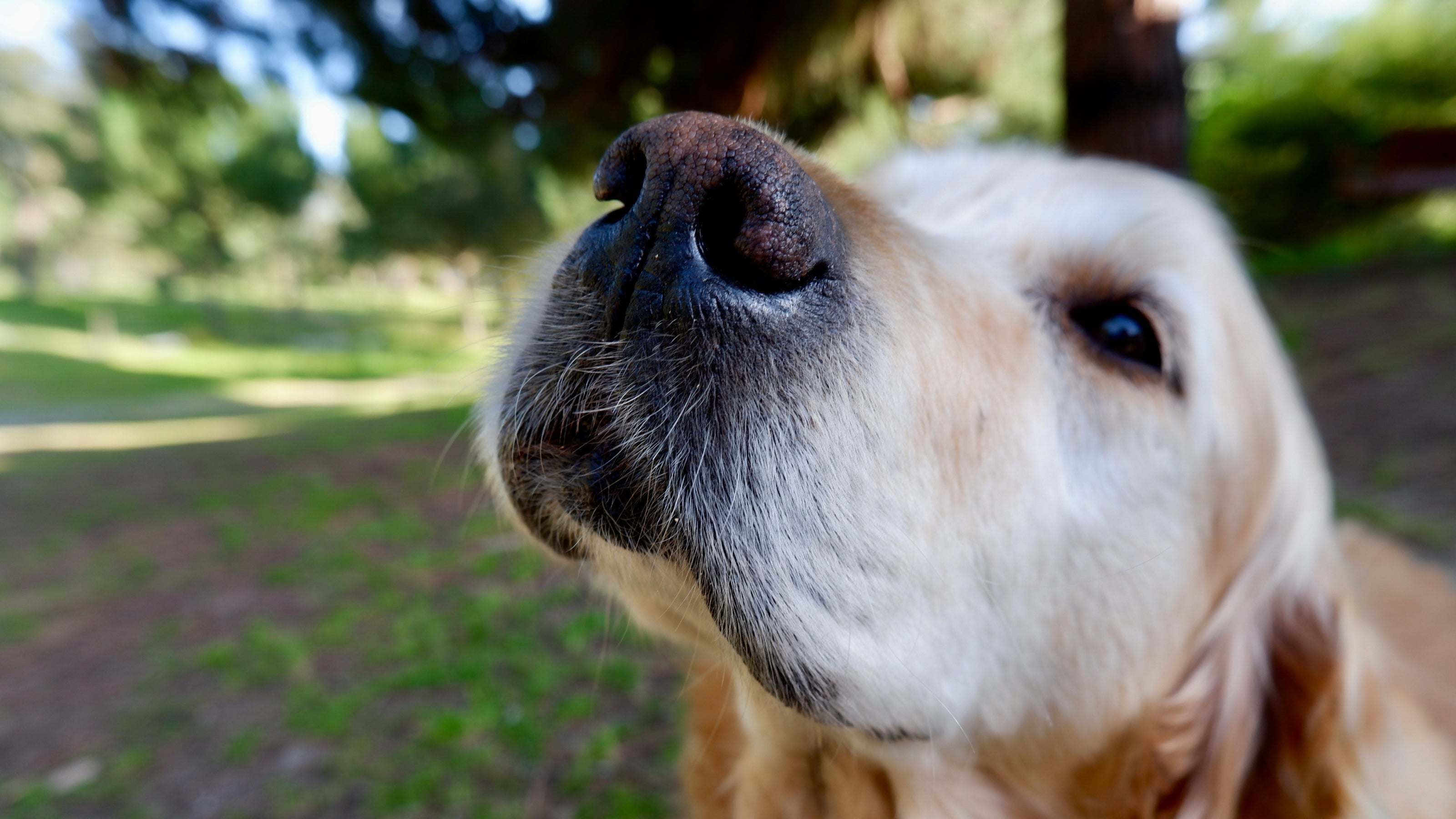 A tan dog nose and face in nature