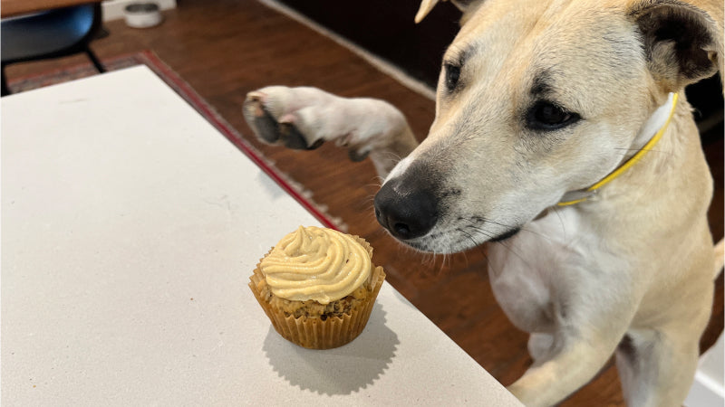 A tan dog with a yellow collar gets ready to take a bit out of a cupcake made for dogs