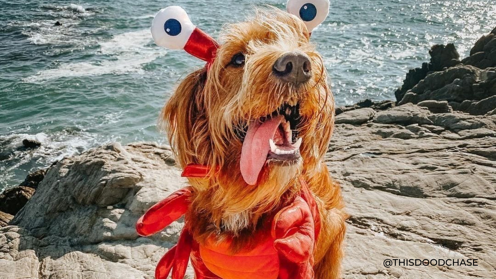 A tan dog with long hair sits by the ocean wearing a red crab costume