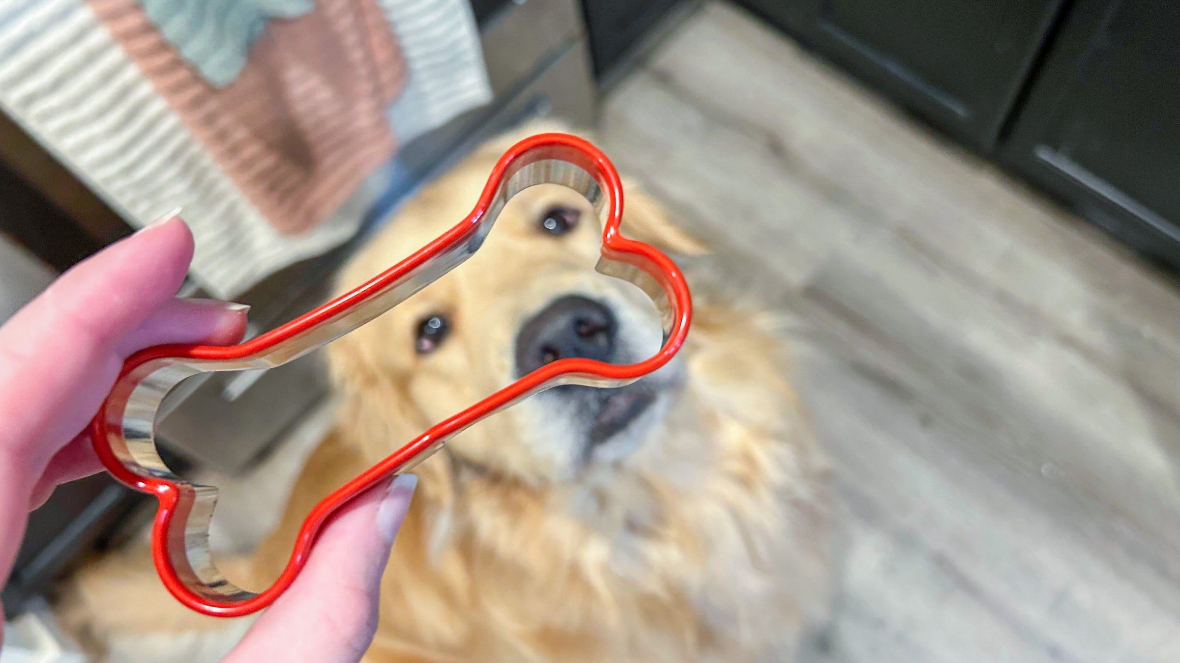 A tan golden retriever dog peeks through a red dog bone shaped cookie cutter
