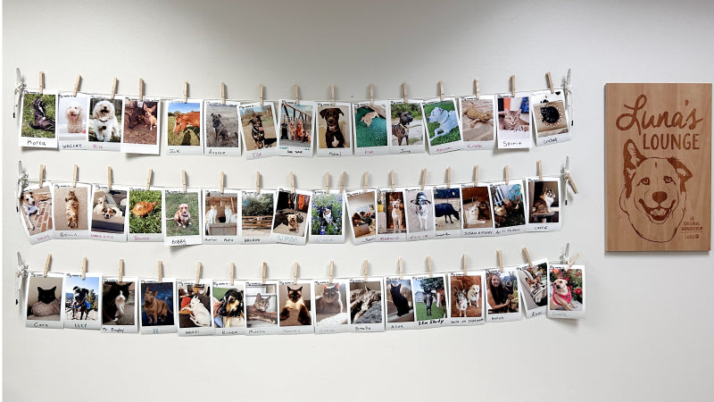 A wall filled with pictures of pets who belong Wondercide employees decorates Luna's lounge at the Wondercide headquarters