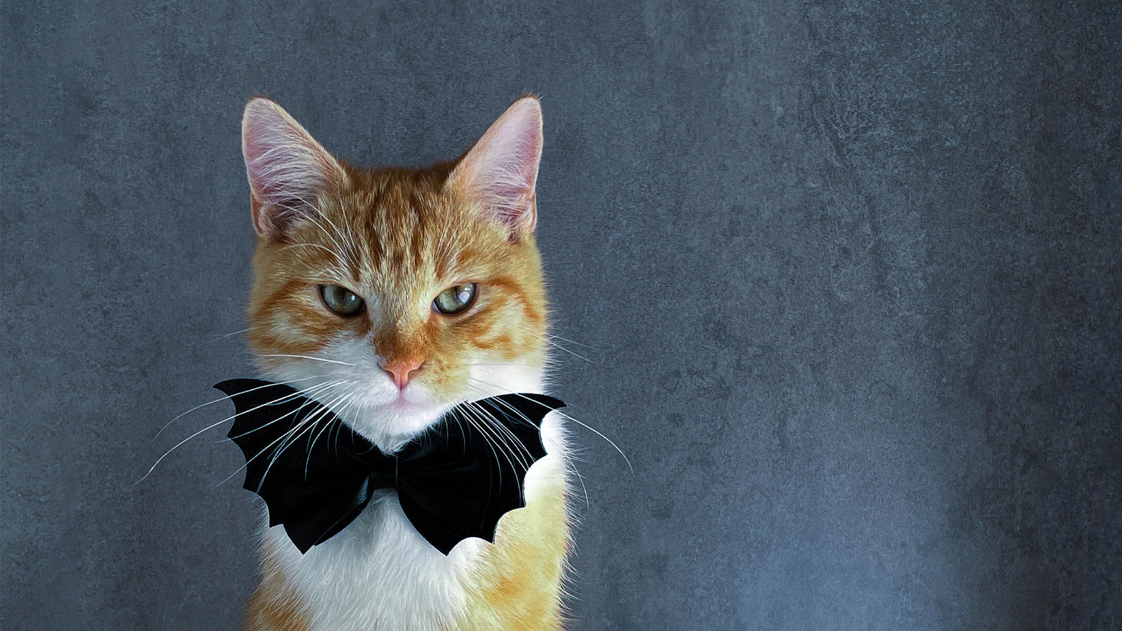 A white and tan cat with a black bat bowtie on for a catman costume