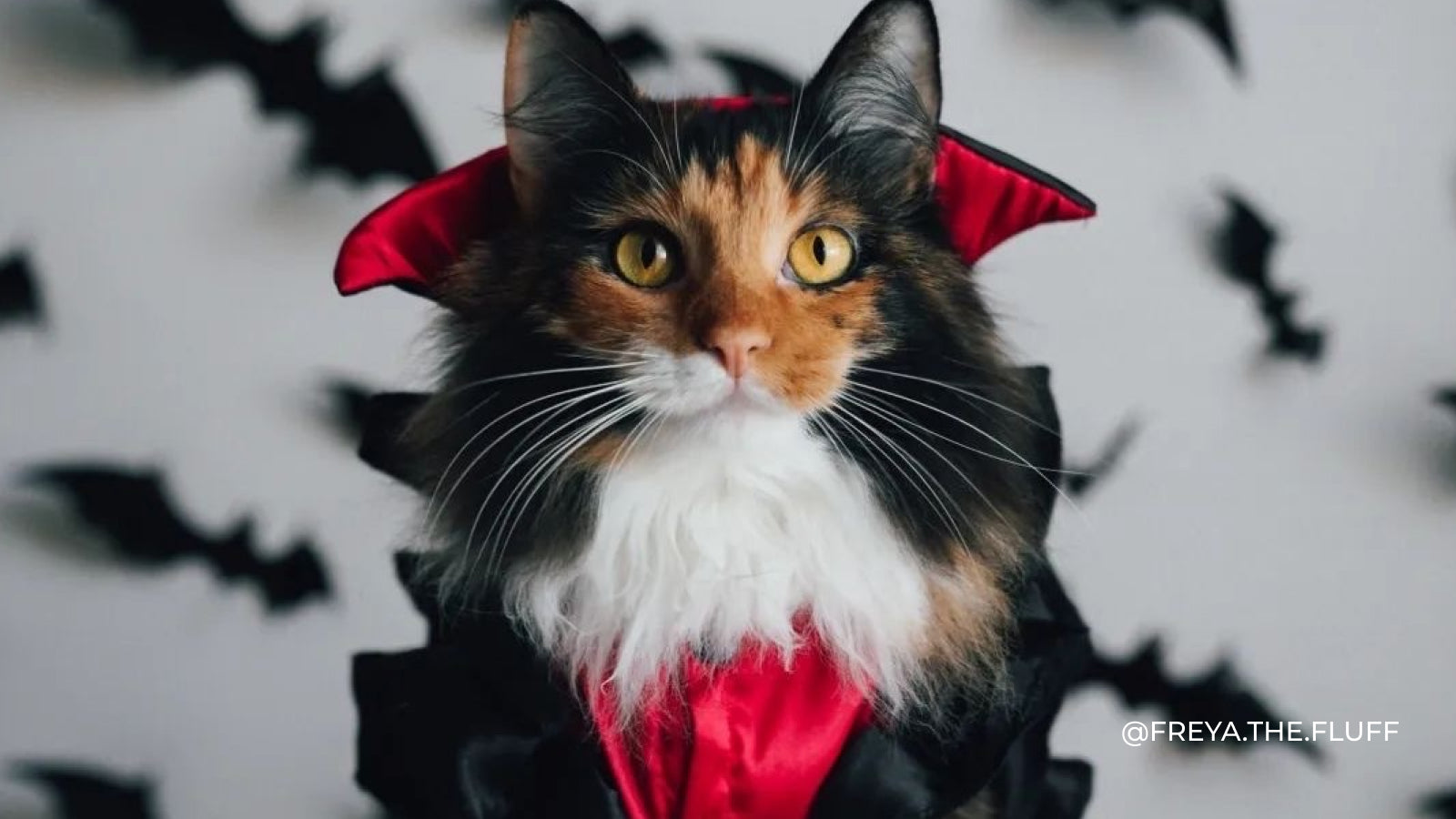 A white black and tan cat dressed up as Dracula