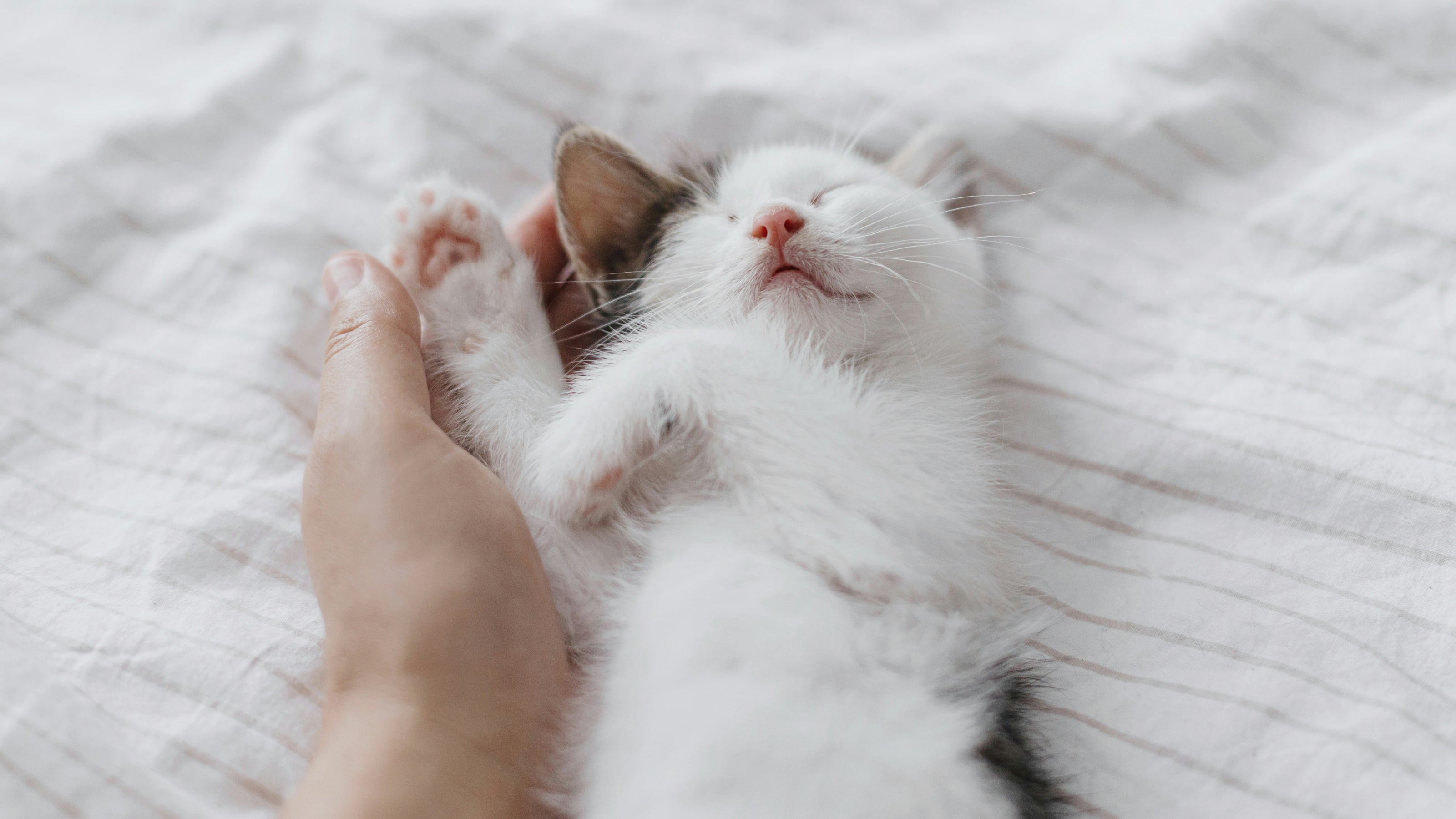 A white cat purring while the hand of a person pets it