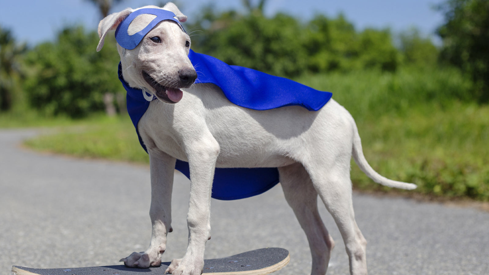 A white dog stands on a skateboard wearing a royal blue superhero halloween costume