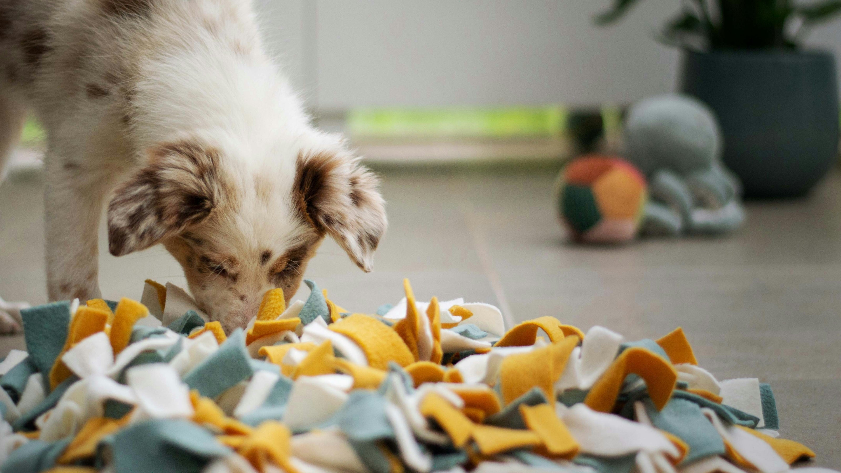 A white dog with brown speckles sniffs at a colorful felt tie blanket