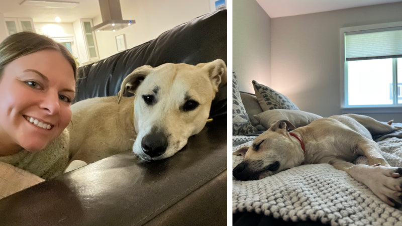 A woman and her dog lay on the sofa together and then the dog takes a nap in bed