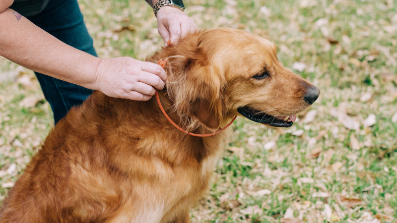 A woman applies a Wondercide Flea & Tick collar to her golden retreiver outside