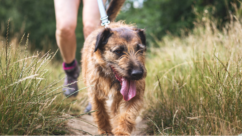 A woman hikes with a tan dog with black ears in a field with tall grasses