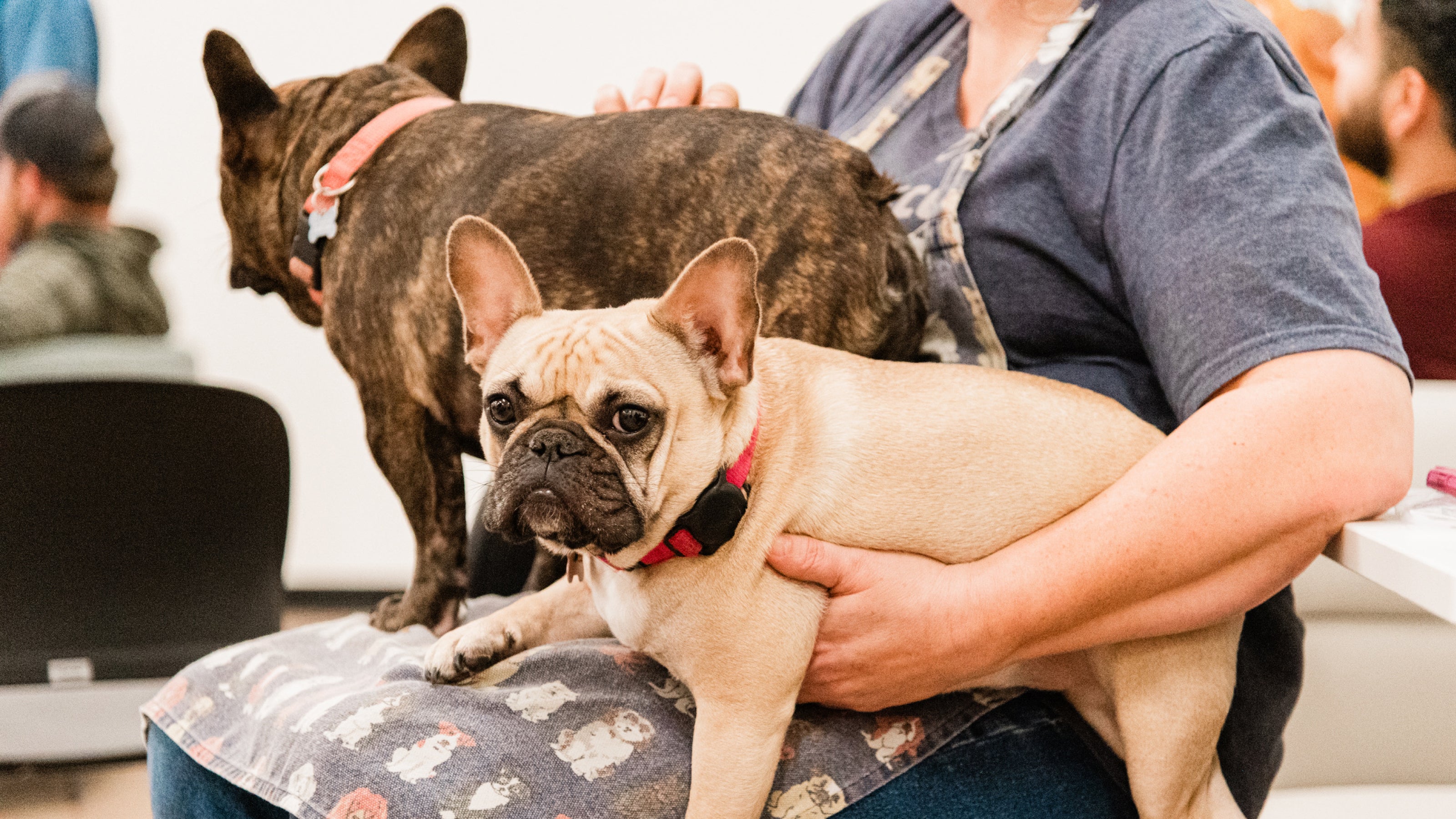 A woman holds two Frenchies French Bulldogs on her lap
